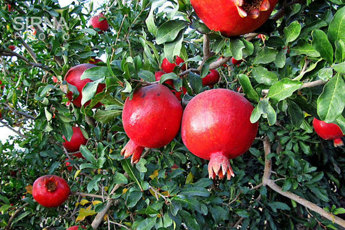  برداشت انار از تربت حیدریه