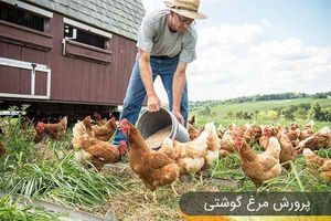 پرورش مرغ گوشتی