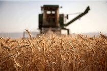 هیچ بهانه ای برای تاخیر در پرداخت پول گندم کشاورزان قابل قبول نخواهد بود