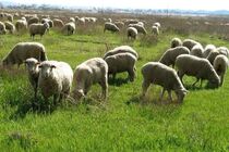 دامداران اردبیل نسبت به تمدید پروانه چرای مراتع اقدام کنند