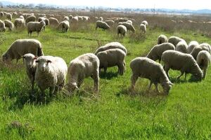 دامداران اردبیل نسبت به تمدید پروانه چرای مراتع اقدام کنند