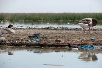 مشکل تالاب شادگان رقم های مصوب شده ای است که محقق نشدند