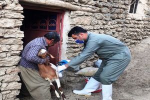 آغاز طرح واکسیناسیون دامی علیه بیماری تب برفکی