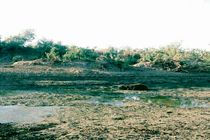 گاومیش ها در کرخه به گِل نشستند