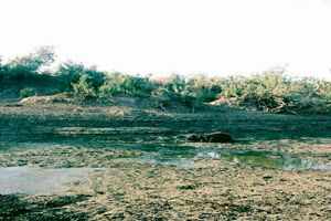 گاومیش ها در کرخه به گِل نشستند