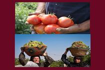 جشنواره های نگین سرخ جالیز و خوشه های زرین ویژه گوجه کاران و باغداران انگور استان قزوین