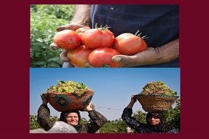 جشنواره های نگین سرخ جالیز و خوشه های زرین ویژه گوجه کاران و باغداران انگور استان قزوین