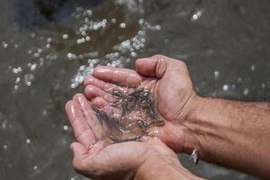 صادرات ۱۸ هزار تن خوراک آبزیان از فارس