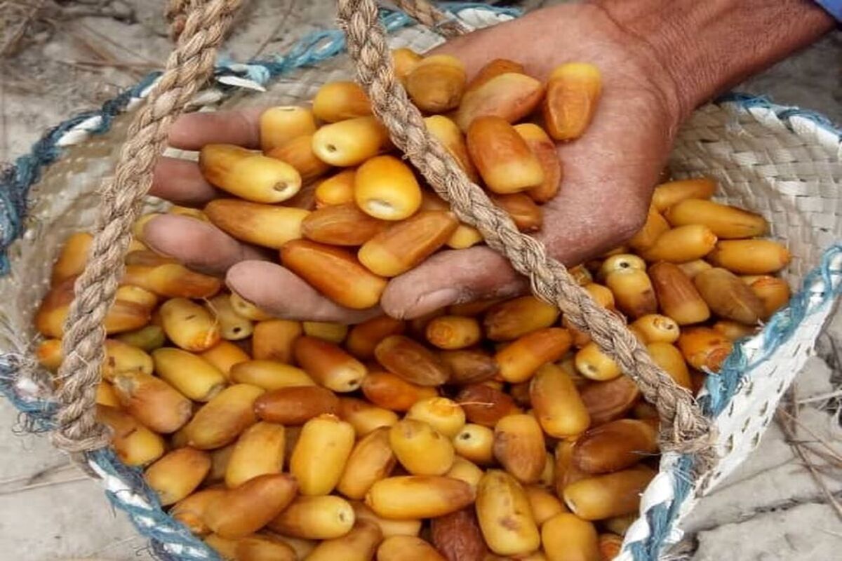 رطب آل مهتری