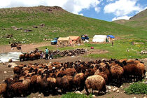 مشکلی در تامین نهاده‌ دامی عشایر وجود ندارد