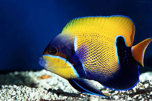 نجف آباد دومین تولیدکننده ماهی زینتی  در استان اصفهان