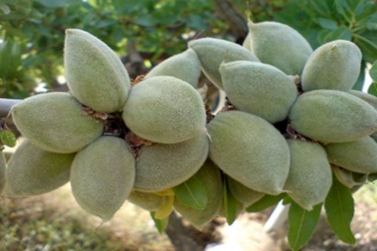 چغاله بادام