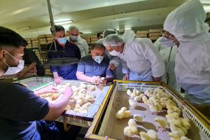  اجازه نمی‌دهم در فرآیند تولید اختلال ایجاد شود / مردم نگرانی بابت تولید و توزیع مرغ نداشته باشند