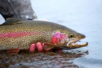 عاری بودن وضعیت طرح کلان فناوری تولید ماهی قزل آلای رنگین کمان از بیماری(SPF)