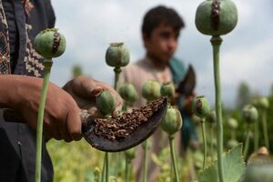 کاشت گیاهان ممنوعه در ایلام؛ زارع و مالک زمین از مجازات قانونی مستثنی نیستند