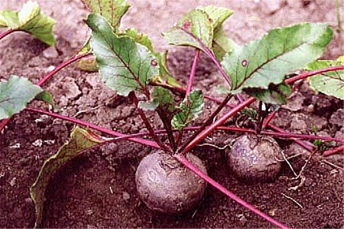 اصفهان- برداشت چغندر