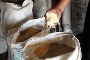 اختصاص حدود ۴۰۰۰ تن سهمیه برنج در آذر ماه به خراسان رضوی 