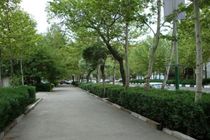 حفظ خیابان تاریخی کوهسنگی مشهد با کاشت ۱۰۰ اصله درخت روتبالی