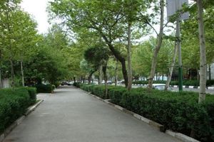 حفظ خیابان تاریخی کوهسنگی مشهد با کاشت ۱۰۰ اصله درخت روتبالی