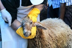 ۱۵۴ اکیپ بر ذبح بهداشتی و شرعی دام در مازندران نظارت می‌کنند