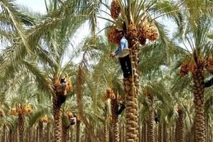 تولید بیش از ۱۶۵ هزارتن خرما در هرمزگان