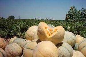 پیش بینی  برداشت ۱۹ هزار تُن محصول صیفی از مزارع شهرستان اردستان