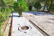 خشکیدگی درختان اردبیل؛ از افت آب‌های زیرزمینی تا آفت چوب‌خوار