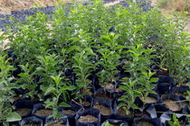 رتبه اول استان اصفهان در تولید نهال شناسنامه دار/ تولید بیش از 5 میلیون اصله نهال استاندارد