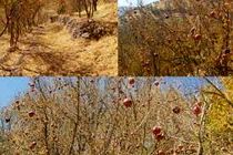 ۱۶ هزار هکتار از باغات اصفهان تحت تنش آبی است/ خزان زودرس درختان در اصفهان