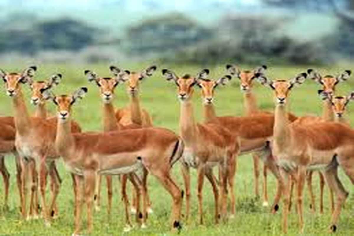 حیات وحش مهریز