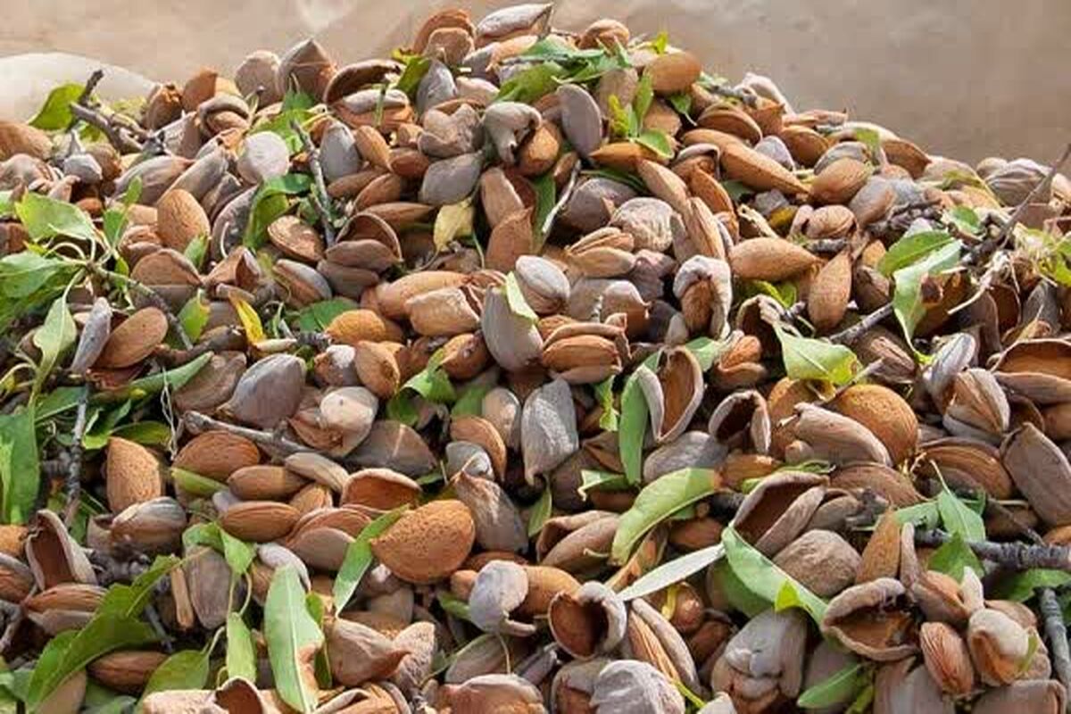 بادام 