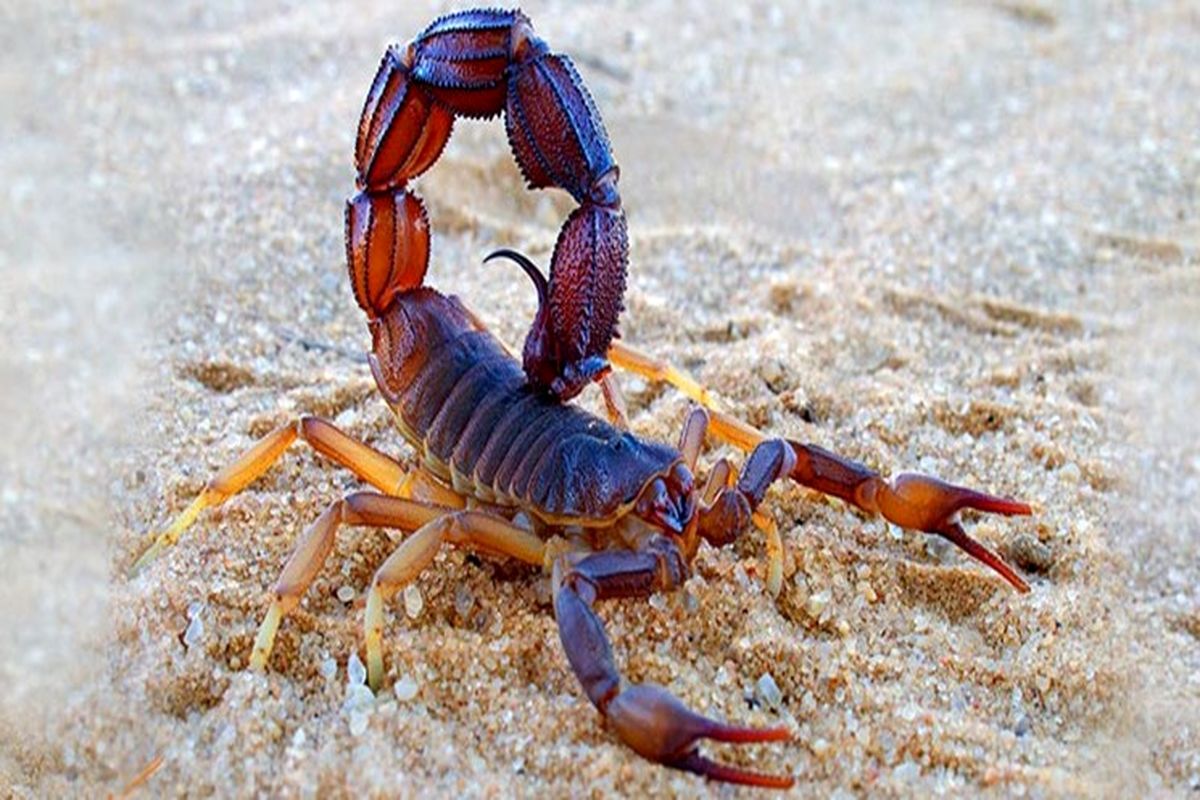 عقرب+کزیدگی