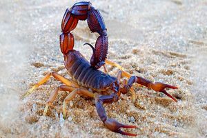 ثبت بیش از چهار هزار مورد عقرب گزیدگی در هرمزگان