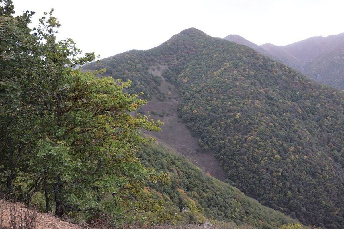 جنگل دیزمار