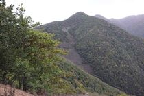 «جنگل دیزمار» ایران در یونسکو ثبت جهانی شد