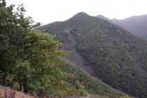 «جنگل دیزمار» ایران در یونسکو ثبت جهانی شد