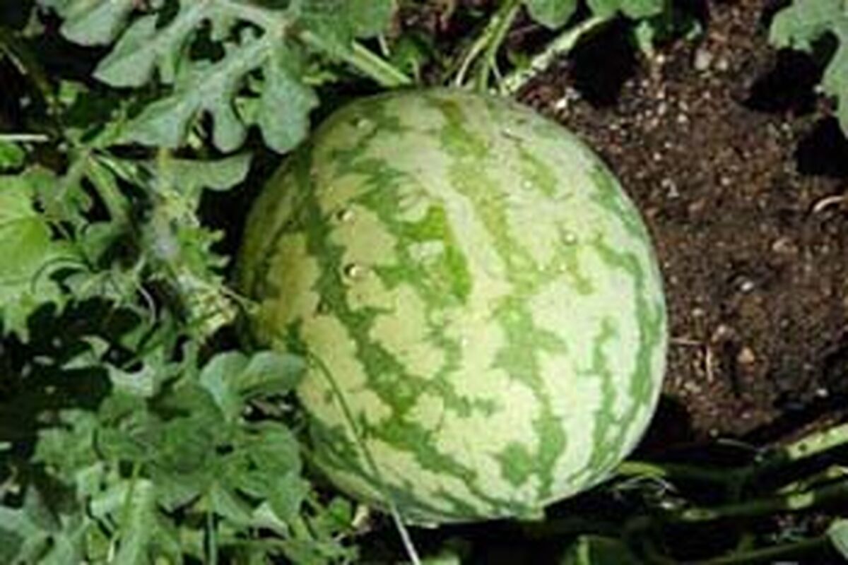 هندوانه