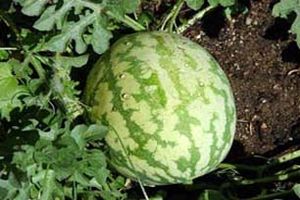 "میناب" دارنده رتبه اول تولید هندوانه در هرمزگان/آغاز کشت هندوانه پاییزه در شهرستان میناب