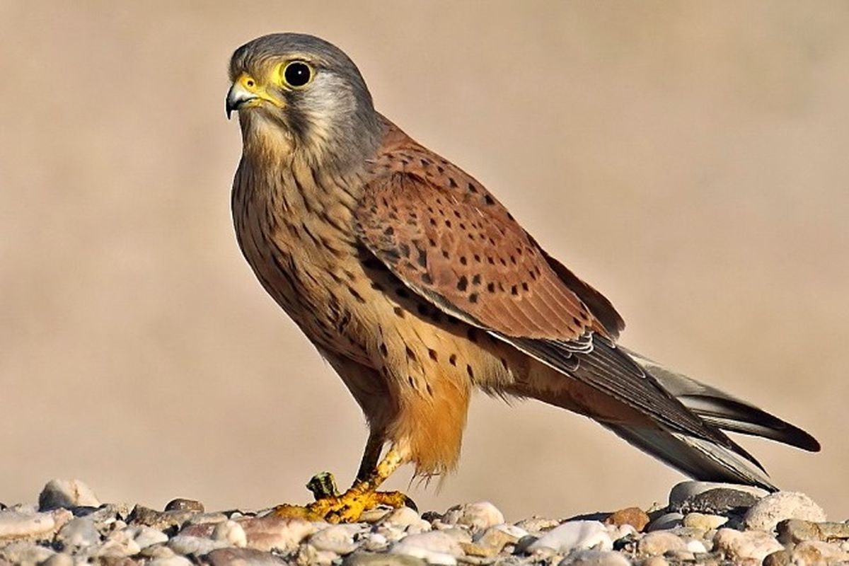 اصفهان- پرنده دلیجه