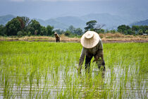 Iran's self sufficiency in agriculture production within 10 years
