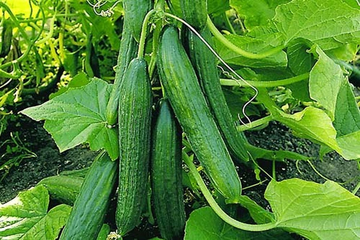 برداشت خیار