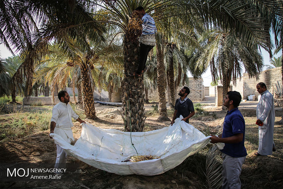برداشت+خرما+از+نخلستان+های+شادگان+خوزستان