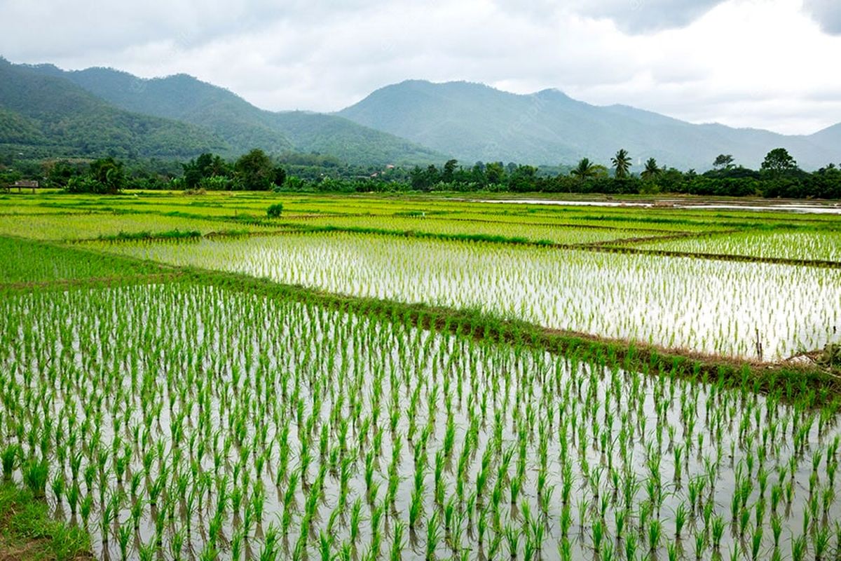 شالیزارهای مازندران