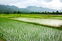 کشت مجدد و پرورش رتون در 15 هزار هکتار شالیزار محمودآباد