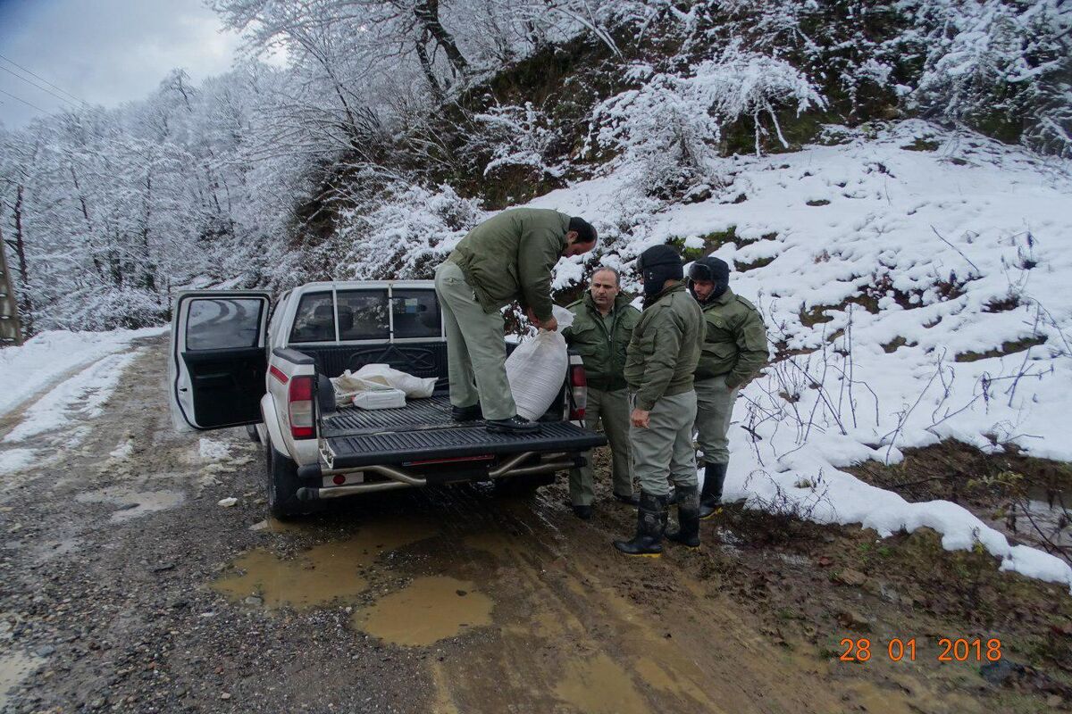 دانه پاشی برای پرندگان در شهرستان شفت1