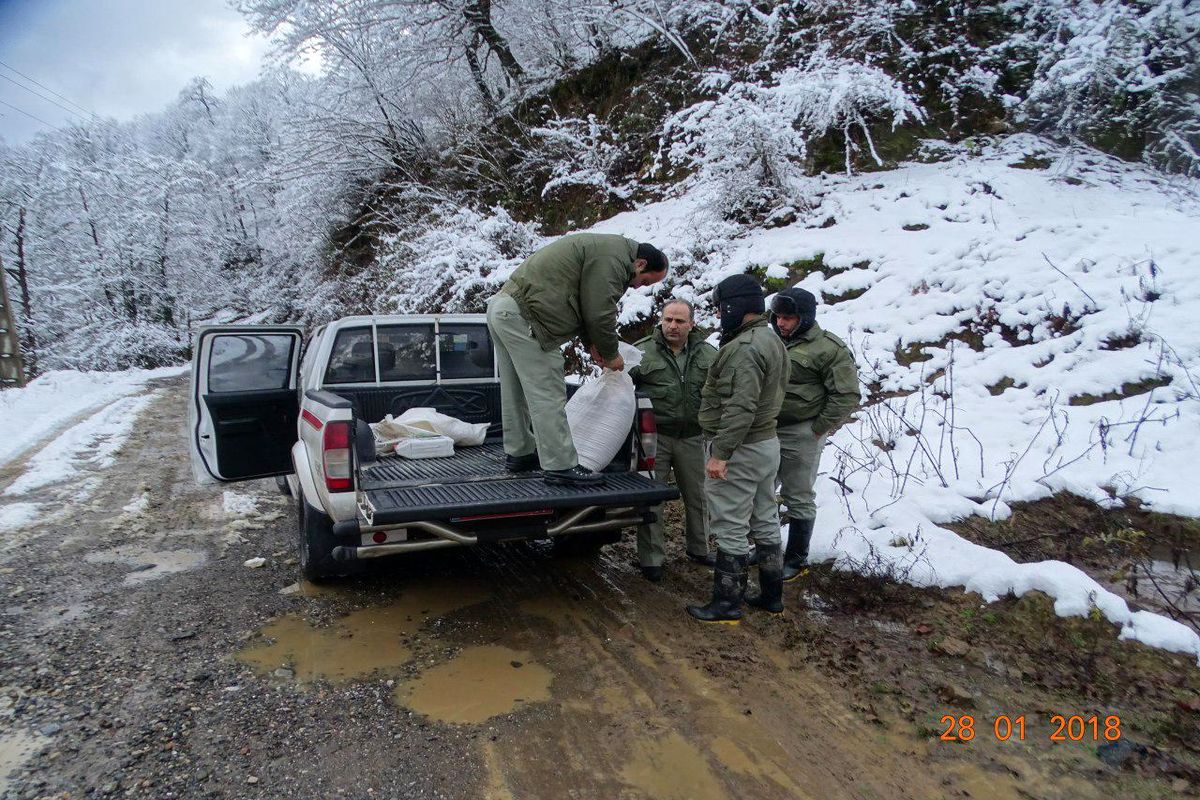 دانه پاشی برای پرندگان در شهرستان شفت1