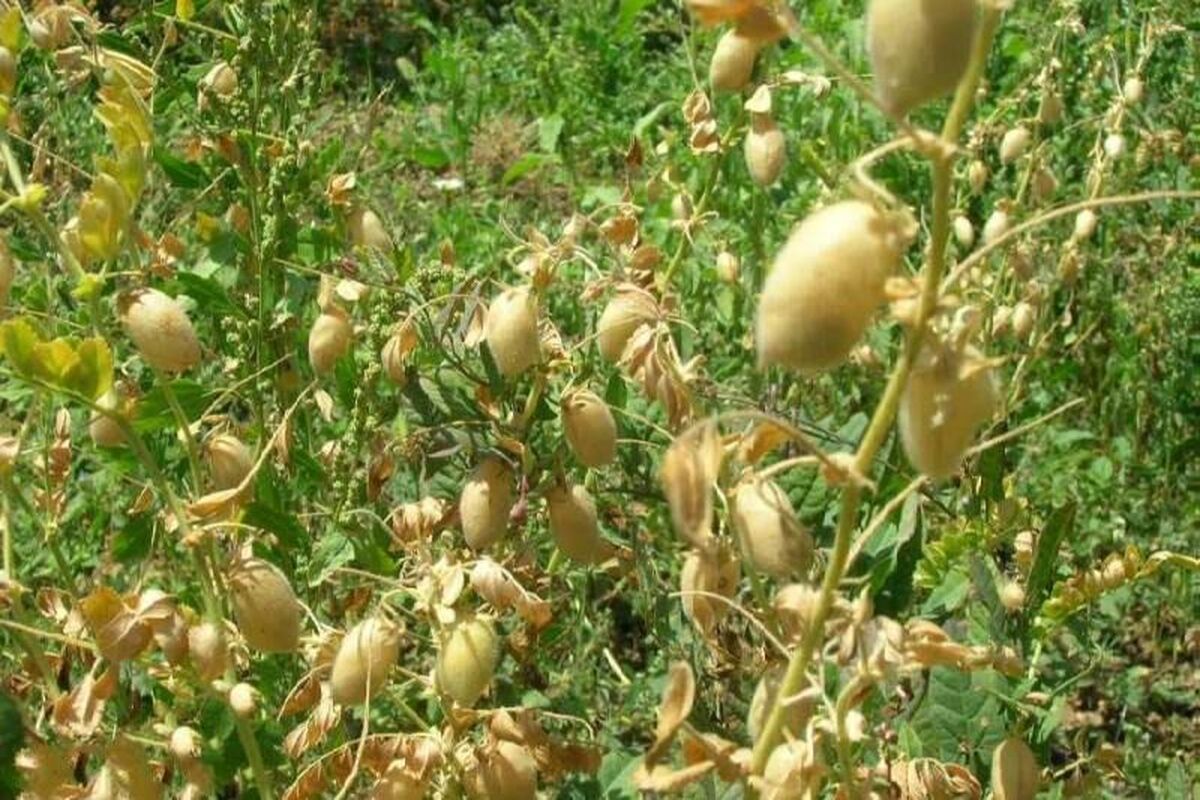 نخود پاییزه