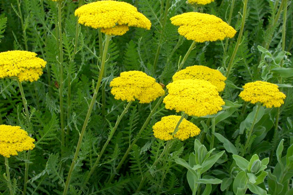 مجری طرح گیاهان دارویی