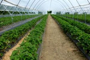 گواهی بهداشت گیاهی محصولات گلخانه ای بررسی شد   