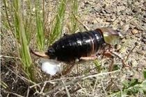 عملیات مبارزه با ملخ شکم بادمجانی در اراضی کشاورزی در سمیرم